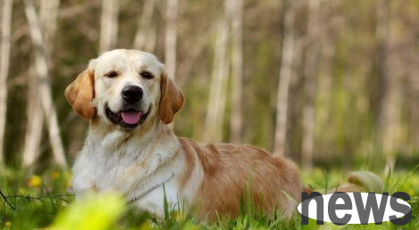 What are the common signs of heart disease in dogs? What are the common signs of heart disease in dogs?