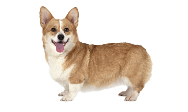 How to diagnose infectious hepatitis in dogs