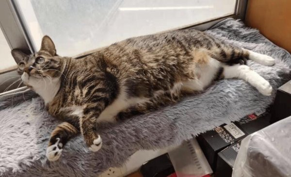 Compulsory courses for raising cats: Some basic knowledge about cat hearts!