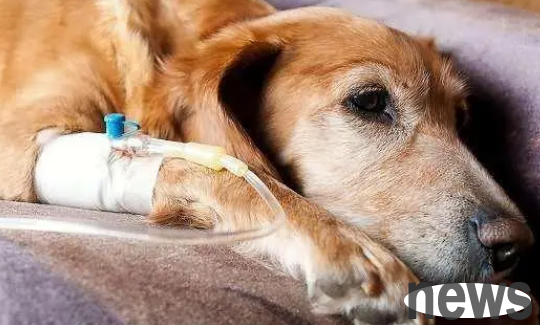 How to treat dogs in small ways?