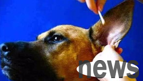 What are the key points for preventing skin diseases in dogs in winter? Come and have a look