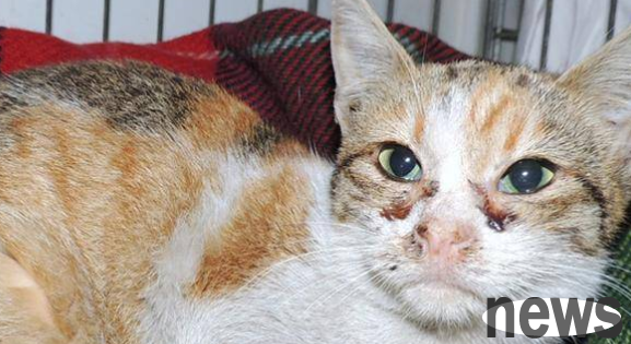 The method of preventing leukemia in cats should be taken seriously by shovelers!