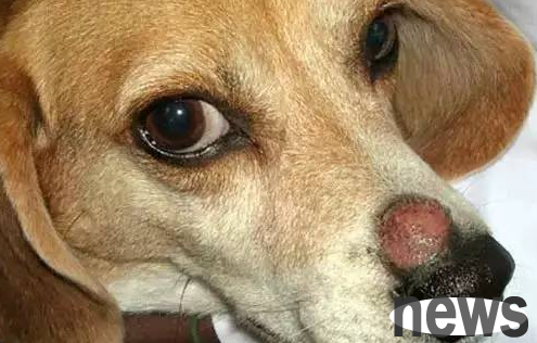 Must-hide丨All of common skin diseases for dogs