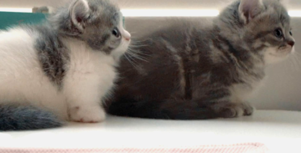 Can female cats take birth control pills when they are in heat? Can I take birth control pills for my female cat?
