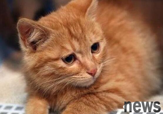 What should I do if my cat gets diarrhea after an injection? What happens when a cat has diarrhea after an injection?
