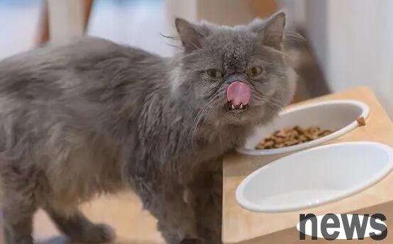 What foods can’t cats eat? What foods are harmful to cats?