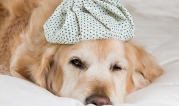 Rheumatism, common surgical disease in dogs?
