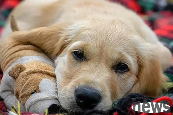 What are the symptoms of cancer in dogs?