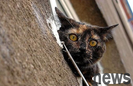 This article tells you what cats should pay attention to in their diet?