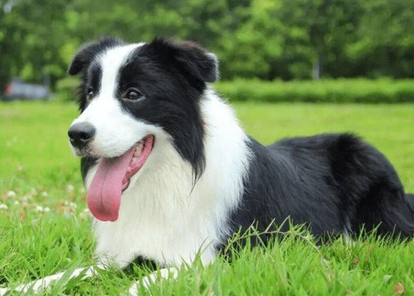 Top 20 dog IQ rankings