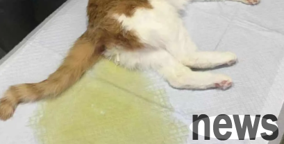 Cats have urinated after taking three gold tablets