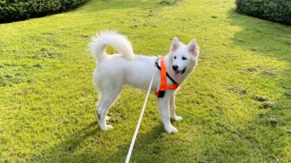 Correct way to walk your dog to promote the relationship between your dog and your owner