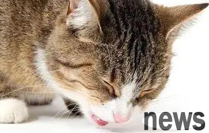 Why do cats vomit every day but have good spirits?