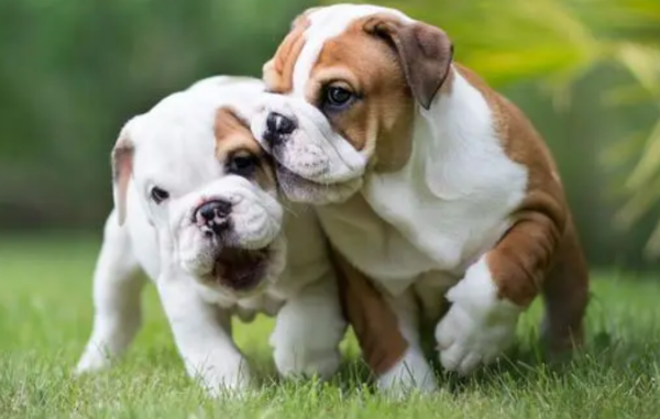 When is the best time for dogs to mate?