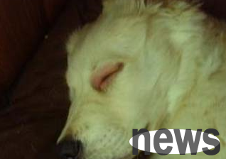 What to do if your dog is allergic? What are the characteristics of dog allergies?