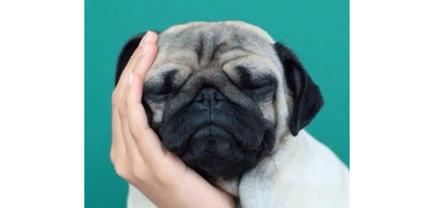 What are the causes and treatment methods of canine tuberculosis?