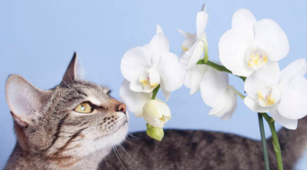 Which flowers are poisonous to cats? Specifically?