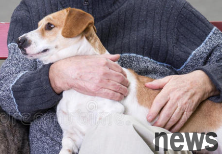 Why dogs always twitch? Causes of leg cramps
