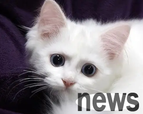 How to prevent cats from biting thread? This article tells you