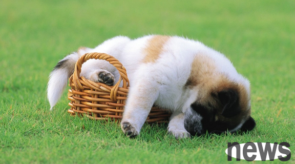 How many times a dog feeds a day, how do dog feeds a day