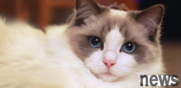 What water should you give your cat? Is mineral water OK?