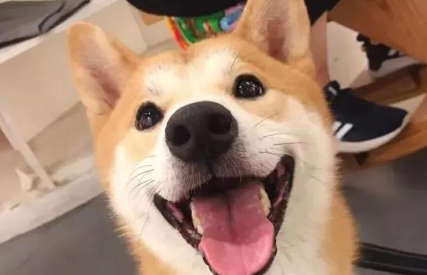 When did you discover that the dog is also secretly loving you?