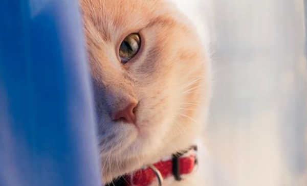 What breed of yellow and white cats are? Let me know about it!
