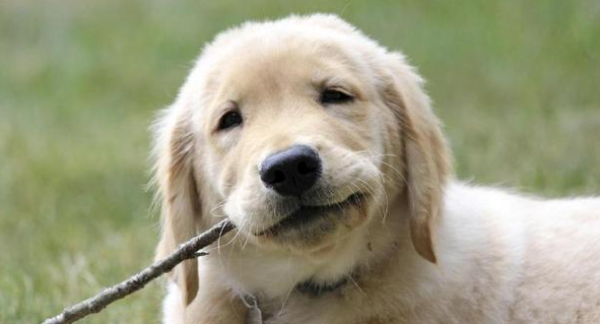 If you play with dog toys incorrectly, what are the potential harms?