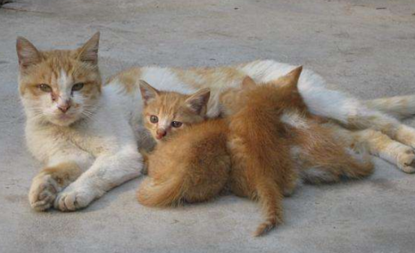 Why don’t cats in rural areas be sterilized? There is a reason for this