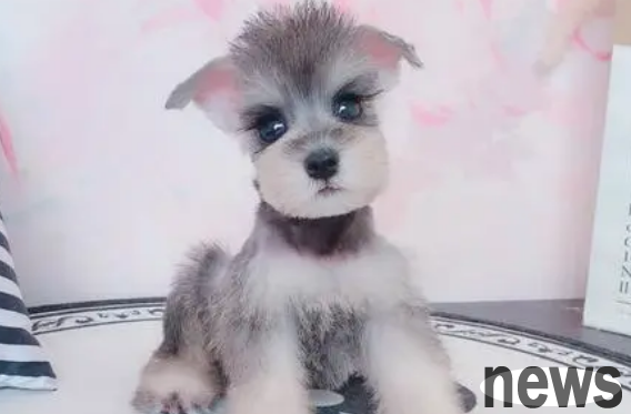 What are the small dogs suitable for domestic maintenance?