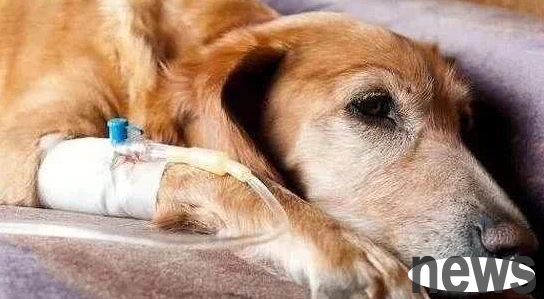No matter how much the pet owner loves dogs, he cannot do these things to dogs, as they will only harm the dogs.