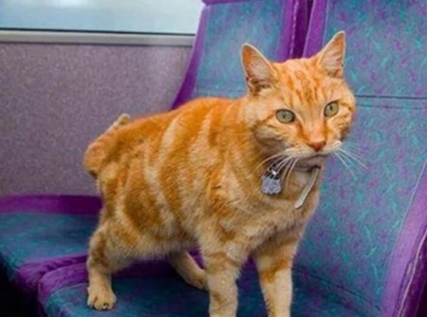 Can cats get on the bus? This article gives you the answer