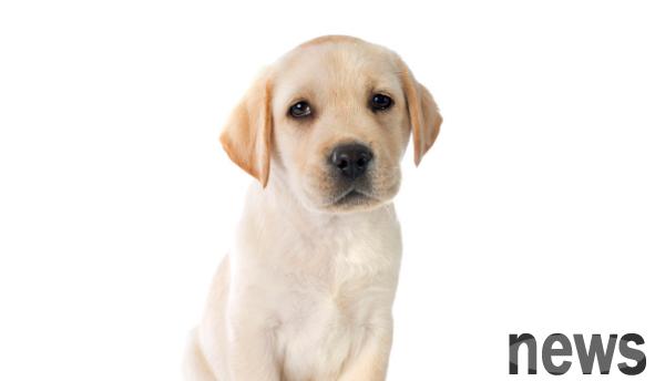 After raising a pet, Is it you?