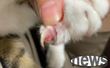 Do cat nails need to be cut off? You can learn about it here ~