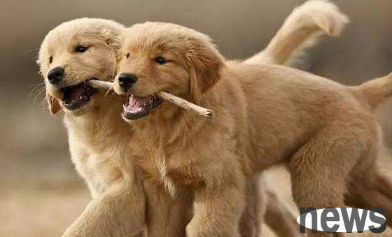 Dog breeding common sense? How much do you know?