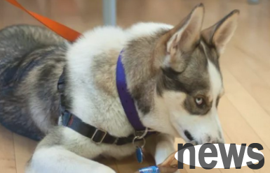 Pet Doctor Says: Dogs Resource Protection Academy Vet Talk:Resource Guarding in Dogs