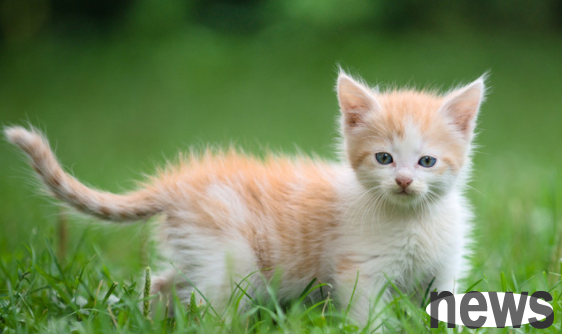 What s wrong with a kitten with pimples on its body like scabs? This can be solved ~