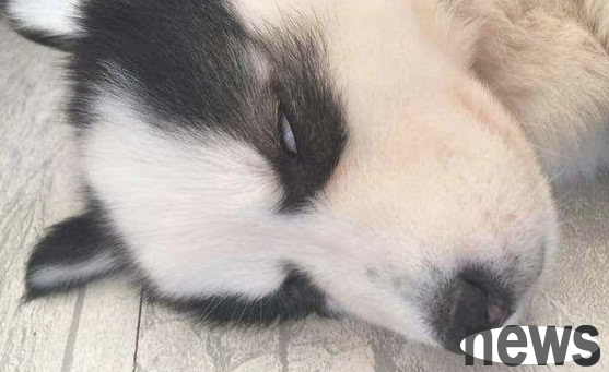 Little pet consultation: Dog rolls her eyes when she sleeps. Are you sick?