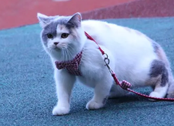 Let me tell you, can cats distinguish colors?