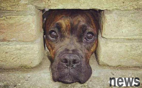 The dog has to hide before his death. There are these reasons, and seeing it in the end makes people cry!