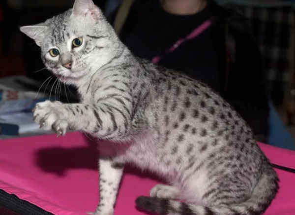 I wonder what breed of Egyptian pharaoh cat is?