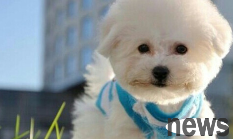 Dogs always bark after taking calcium injections. Do dogs need calcium injections?