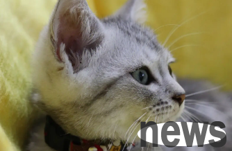 How often does a cat brush its teeth? You can learn about it here ~