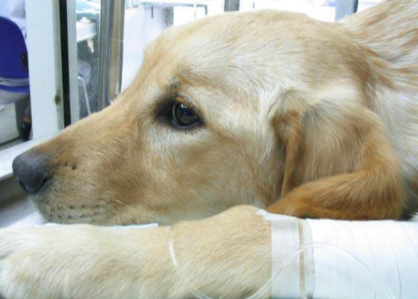 What are the main manifestations and injuries of cryptorchidism in dogs?