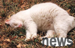 Today s science popularization: Is it normal for cats not to spit out hair?