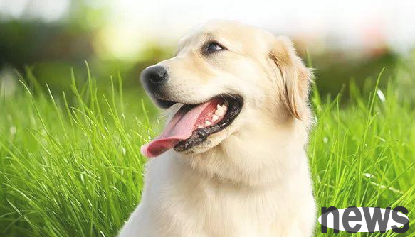 Six Secrets About Dogs’ Mouth? Is anyone not clear about it?