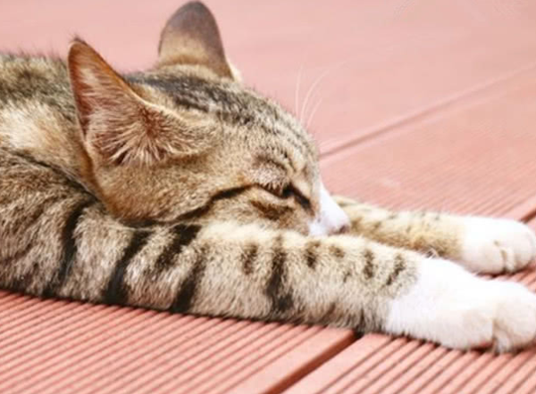 Kittens also need to escape the summer heat! The cat can t stand it if it exceeds this temperature~