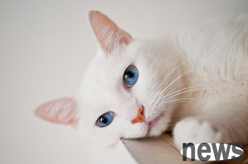 How much do you know about cat ear cleaning?