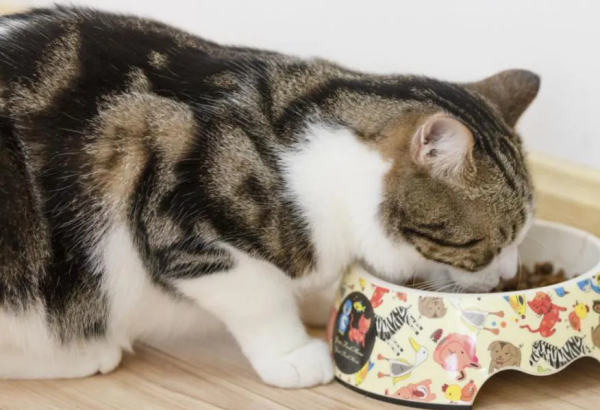 What should I do if cats get diarrhea after eating cat food? There is not only one way to change cat food!