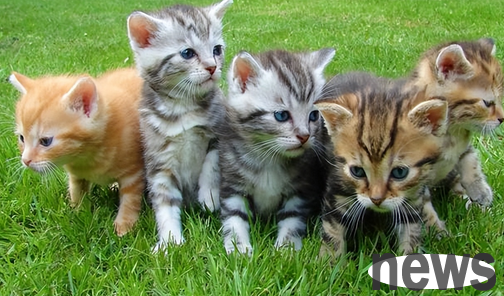 The first choice for raising cats! These cats are easy to raise and have good health